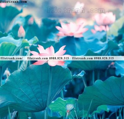 Tải file gốc Hinh anh hoa sen dep 658 (in khổ lớn) không vỡ