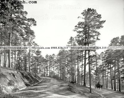 File gốc In the Pines_ 1905 (chủ đề hiện đại) trang trí