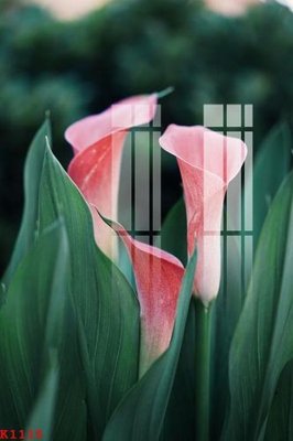 File gốc File gốc in tranh tổng hợp K1115 (PNG) trong suốt (transparent)