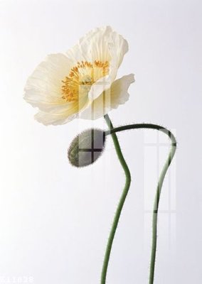 File tranh File gốc in tranh tổng hợp K11828 (gốc) chủ đề con người