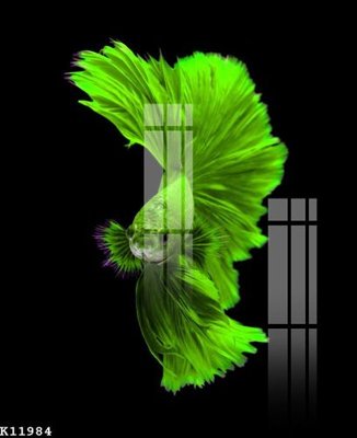 File gốc File gốc in tranh tổng hợp K11984 (in lụa) tranh thuận buồm