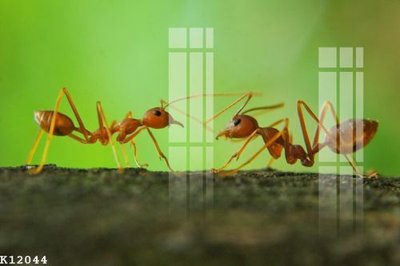 File PSD File gốc in tranh tổng hợp K12044 (chất lượng in ấn)