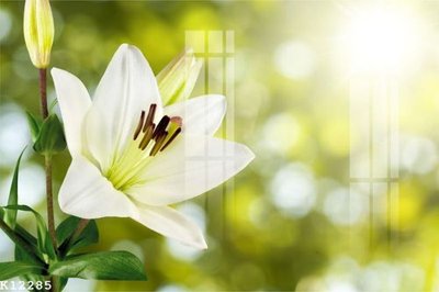 File ảnh File gốc in tranh tổng hợp K12285 (gốc) in backdrop sự kiện