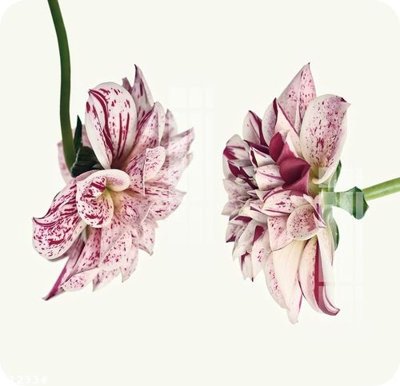 Tải file File gốc in tranh tổng hợp K12334 (gốc) chủ đề tôn giáo