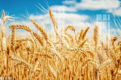 File in trần File gốc in tranh tổng hợp K12377 (bản gốc) phong cảnh