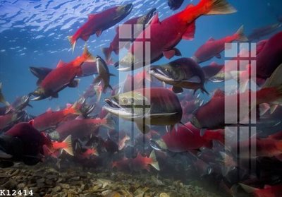 Tải file gốc File gốc in tranh tổng hợp K12414 (bản PSD) gốc