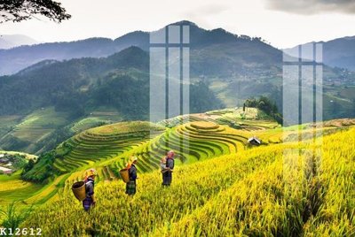 File tranh File gốc in tranh tổng hợp K12612 (gốc) in film