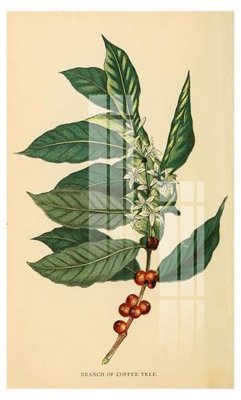 File in mica File gốc in tranh tổng hợp K12628 (ảnh gốc) đẹp