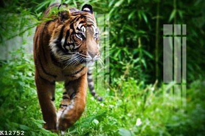 File tranh File gốc in tranh tổng hợp K12752 (ảnh gốc) độ nét vượt trội