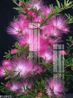 File gốc File gốc in tranh tổng hợp K12811 (vector) cho in ấn