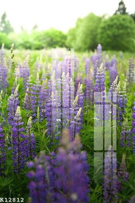 File gốc File gốc in tranh tổng hợp K12812 (ảnh chi tiết) để in lụa