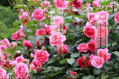 File PSD File gốc in tranh tổng hợp K12816 (bản gốc) độ phân giải cao