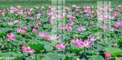 File PSD File gốc in tranh tổng hợp K12830 (bản gốc) độ phân giải cao