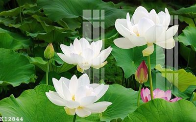 File in lụa File gốc in tranh tổng hợp K12844 (chất lượng cao) File gốc in tranh tổng hợp K12844