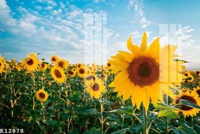 File ảnh File gốc in tranh tổng hợp K12878 (gốc) in decal dán tường