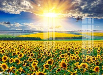 Download file File gốc in tranh tổng hợp K12881 (gốc) cho xưởng in