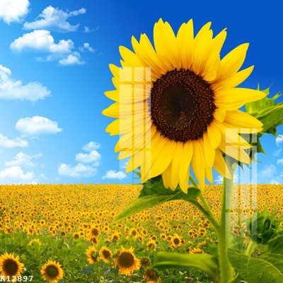 File ảnh File gốc in tranh tổng hợp K12897 (gốc) in poster