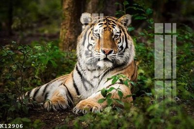 File in lụa File gốc in tranh tổng hợp K12906 (phong cảnh) File gốc in tranh tổng hợp K12906