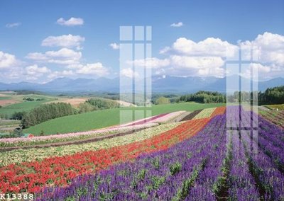 File ảnh File gốc in tranh tổng hợp K13388 (gốc) in Hiflex