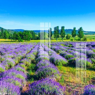 File gốc File gốc in tranh tổng hợp K13427 (ảnh chi tiết) để in lụa