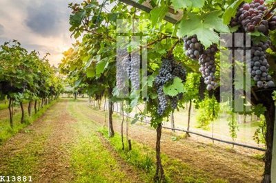 File ảnh File gốc in tranh tổng hợp K13881 (gốc) in Hiflex