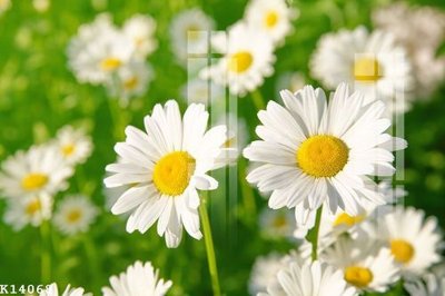 Tải về file tranh gốc File gốc in tranh tổng hợp K14068 (để in quảng cáo)