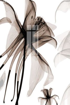 File ảnh File gốc in tranh tổng hợp K15303 (gốc) in poster