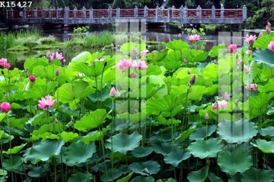 Tải file gốc File gốc in tranh tổng hợp K15427 (bản PSD) chỉnh sửa được