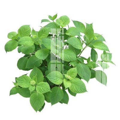 File tranh in mica File gốc in tranh tổng hợp K15679 (độ phân giải cao)