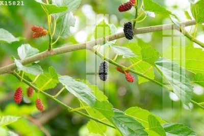 Tải file File gốc in tranh tổng hợp K15821 (gốc) in tranh tráng gương