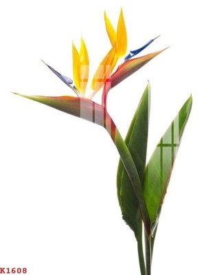 File gốc File gốc in tranh tổng hợp K1608 (in lụa) trang trí tường