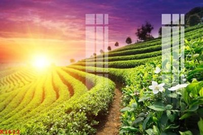 File tranh File gốc in tranh tổng hợp K1612 (bản gốc) treo quán cafe