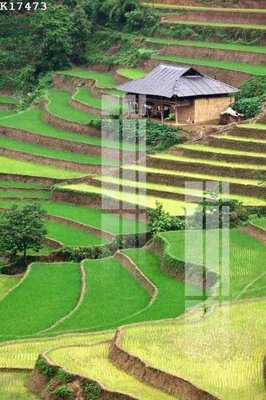 File gốc File gốc in tranh tổng hợp K17473 (PNG) chất lượng cao