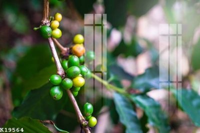 Tải file gốc File gốc in tranh tổng hợp K19564 (in tráng gương) cao cấpFile gốc File gốc in tranh tổng hợp K19564 (in ấn) phiên bản độc quyền