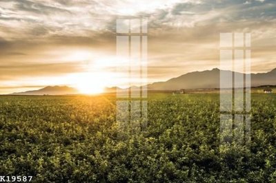 File tranh File gốc in tranh tổng hợp K19587 (gốc) chủ đề thiên nhiên