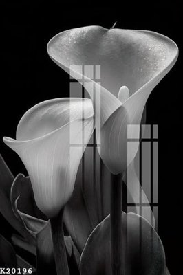 File tranh File gốc in tranh tổng hợp K20196 (ảnh gốc) chi tiết rõ ràng