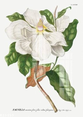 File tranh File gốc in tranh tổng hợp K20199 (gốc) chủ đề thiên nhiên