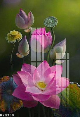 File gốc File gốc in tranh tổng hợp K20330 (in ấn) màu sắc trung thực