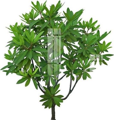 File in trần File gốc in tranh tổng hợp K20803 (bản gốc) 5D