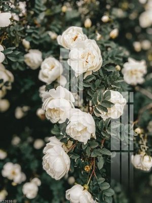 File in ấn chuyên nghiệp File gốc in tranh tổng hợp K22030 (file gốc)