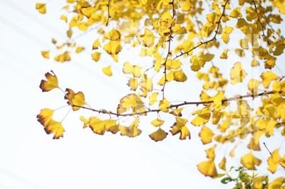 File gốc File gốc in tranh tổng hợp K22206 (thiết kế) cho in ấn