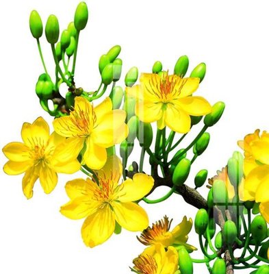 File tranh gốc File gốc in tranh tổng hợp K22961 (sắc nét từng chi tiết)