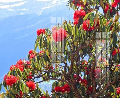 File in ấn File gốc in tranh tổng hợp K23213 (bản gốc) từ file gốc