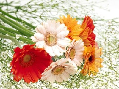 File tranh File gốc in tranh tổng hợp K23410 (gốc) chủ đề tĩnh vật