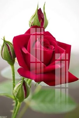 Ảnh gốc File gốc in tranh tổng hợp K23437 (siêu chi tiết) để in ấn