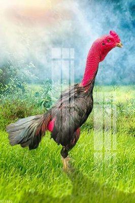 File in trần File gốc in tranh tổng hợp K23480 (file gốc) hoa văn 3D