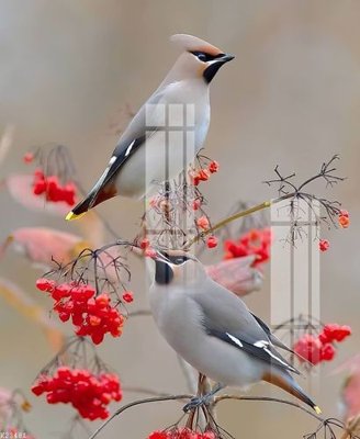 File gốc File gốc in tranh tổng hợp K23481 (in tráng gương) ốp tường