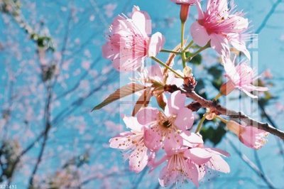 File ảnh File gốc in tranh tổng hợp K23491 (gốc) dùng in Pano