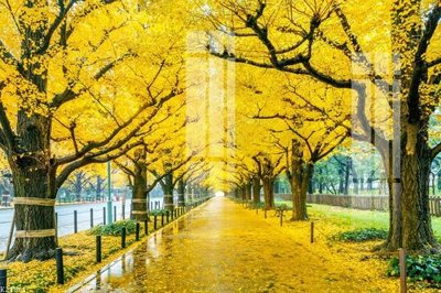 File tranh File gốc in tranh tổng hợp K24061 (bản gốc) in lụa dán tường