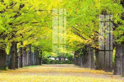 File tranh File gốc in tranh tổng hợp K24066 (gốc) chủ đề thiên nhiên